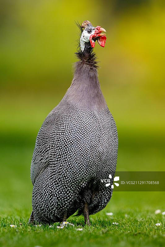 德国路易森公园草地上的珍珠鸡图片素材