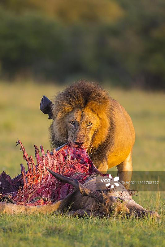 非洲肯尼亚马赛马拉国家保护区，雄性非洲狮捕食的羚羊图片素材
