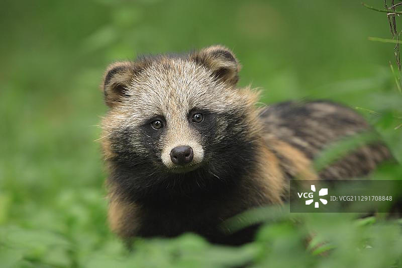 貉动物画像（圈养，德国，欧洲）图片素材