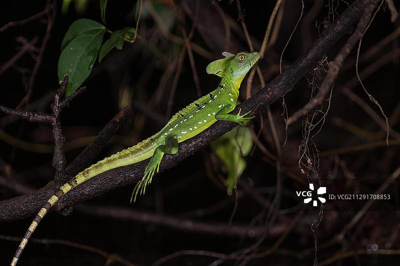 长冠蜥，哥斯达黎加，中美洲图片素材