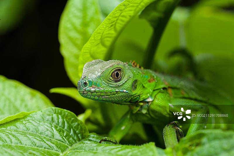 绿鬣蜥幼体藏身树叶中，哥斯达黎加，中美洲图片素材