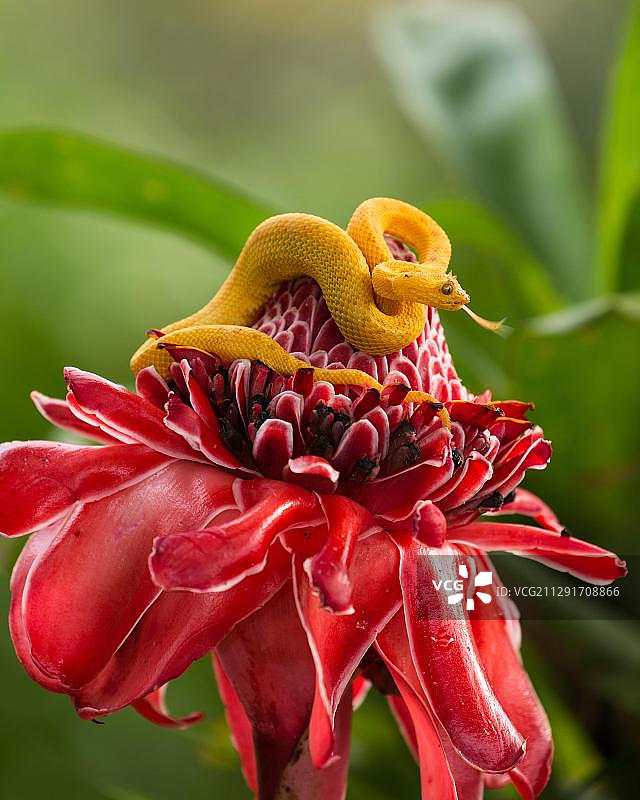 睫角蝮在红色火炬姜花上，墨西哥图片素材