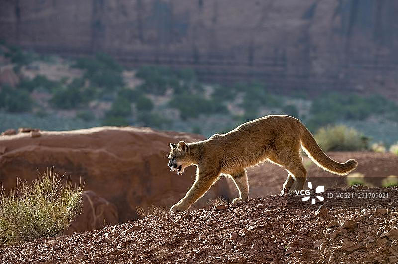 美洲狮行走于蒙大拿州山区图片素材