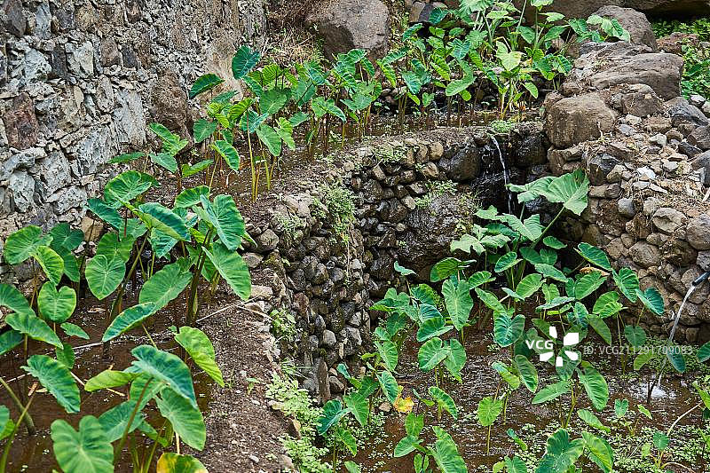 薯蓣灌溉梯田，佛得角圣安唐岛图片素材