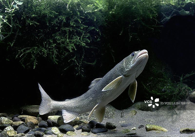 欧洲法国圈养的湖红点鲑图片素材