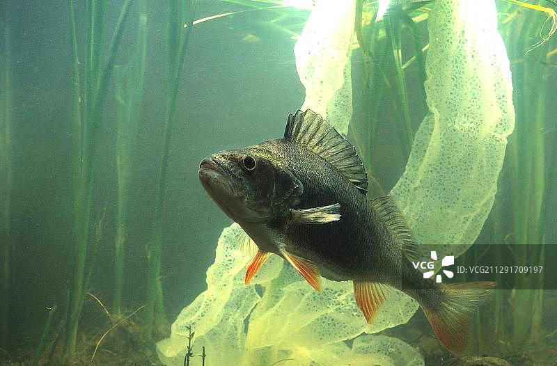 欧洲河鲈，圈养，法国，欧洲图片素材