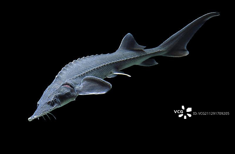 西伯利亚鲟（Acipenser baerii），圈养，法国，欧洲图片素材