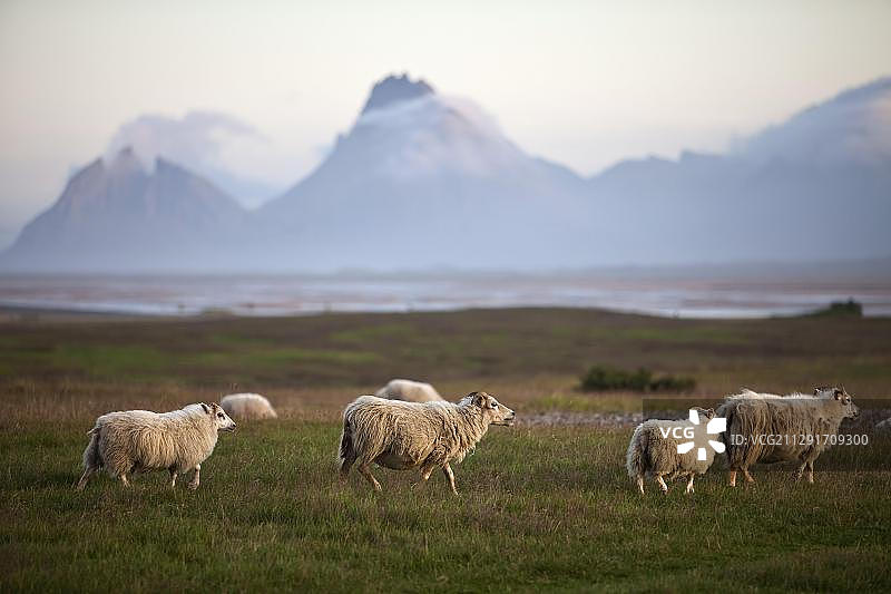 冰岛斯塔塔费尔的克利法廷杜尔山背景下的岛屿绵羊图片素材