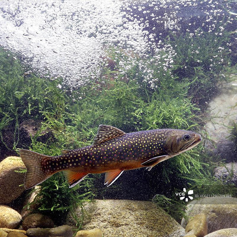 法国圈养的溪鳟鱼图片素材