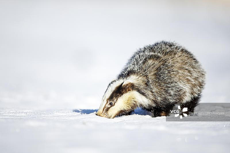德国巴伐利亚冬季雪地里的欧洲獾图片素材