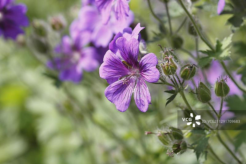 老鹳草紫色花朵特写，德国，欧洲图片素材