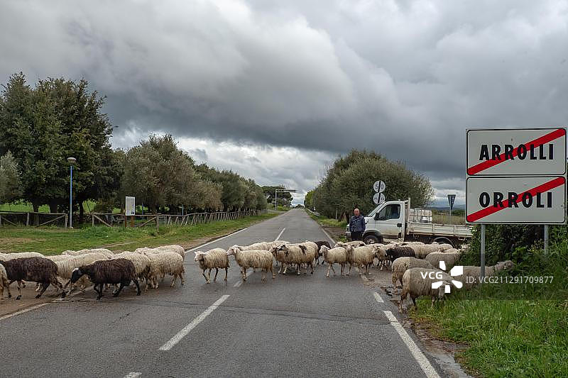 在意大利撒丁岛阿罗利，绵羊穿过马路图片素材