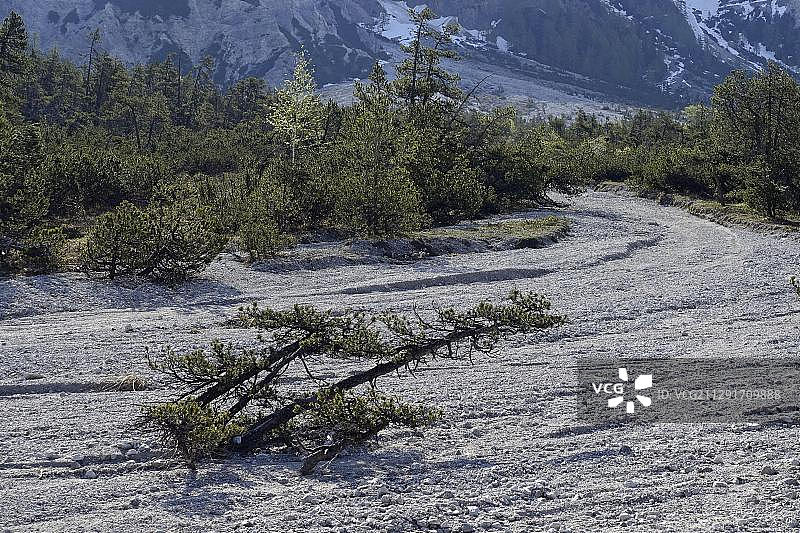 德国巴伐利亚贝希特斯加登国家公园的偃松图片素材