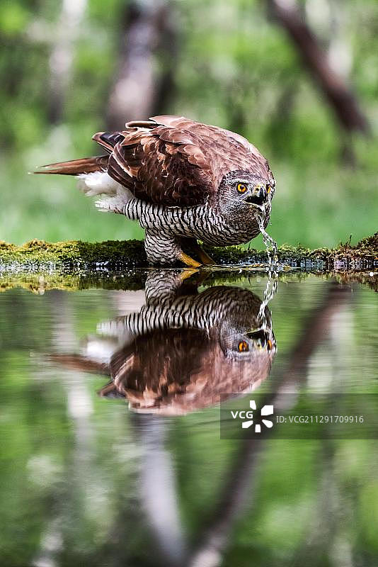 雌性苍鹰在匈牙利水坑饮水图片素材