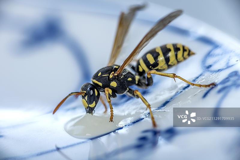 德国黄蜂在盘子上吃蜂蜜，德国，欧洲图片素材