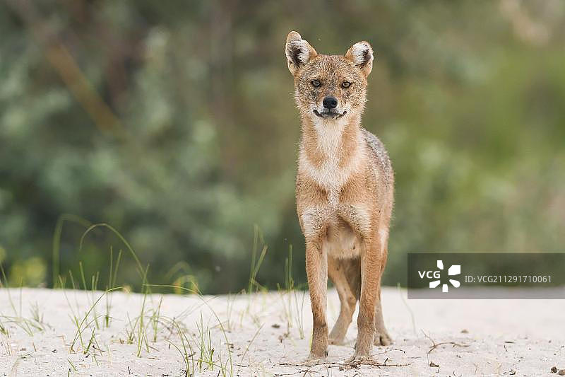 金胡狼（Canis aureus）站在沙地上，罗马尼亚多瑙河三角洲图片素材