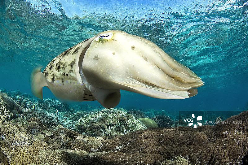 宽鳍乌贼，邦加岛，北苏拉威西岛，印度尼西亚，亚洲图片素材