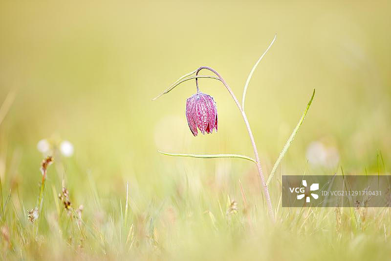贝母，辛塔尔，黑森州，德国，欧洲图片素材