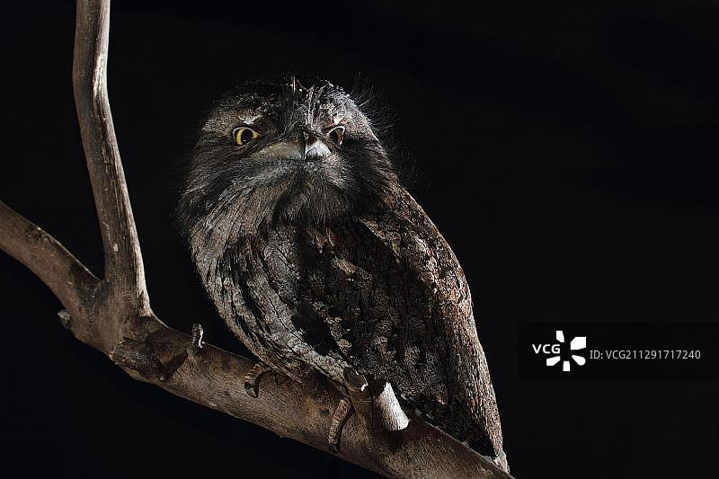 茶色蟆口鸱图片素材