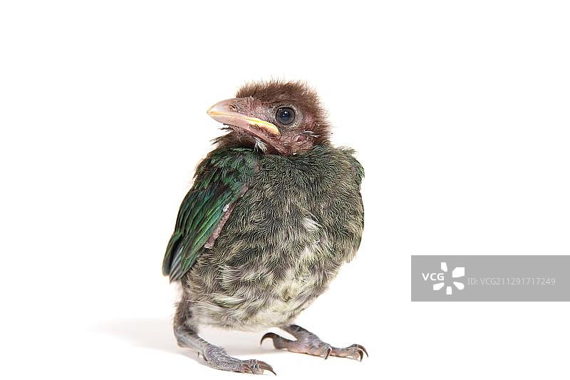 绿猫鸟（Ailuroedus crassirostris）幼鸟图片素材