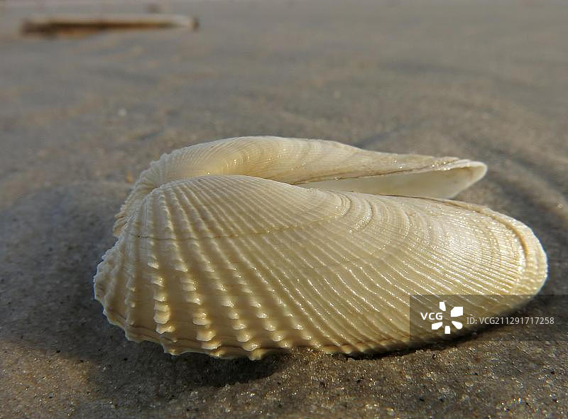 假天使之翼或美洲海笋(Petricola pholadiformis)，德国石勒苏益格-荷尔斯泰因州阿姆鲁姆岛，北弗里西亚群岛，欧洲图片素材