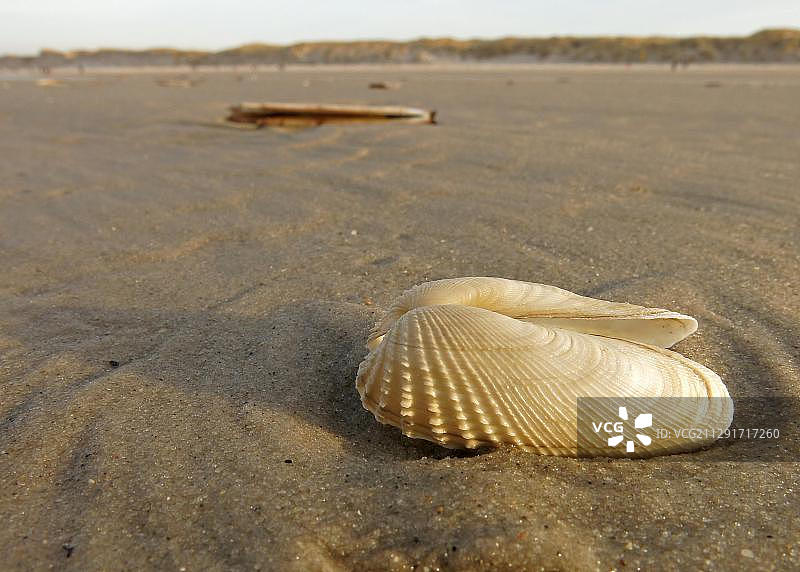 假天使之翼或美洲海笋(Petricola pholadiformis)，德国石勒苏益格-荷尔斯泰因州阿姆鲁姆岛，北弗里西亚群岛，欧洲图片素材
