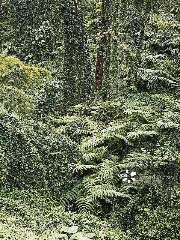 阿卡卡瀑布州立公园的植被图片素材