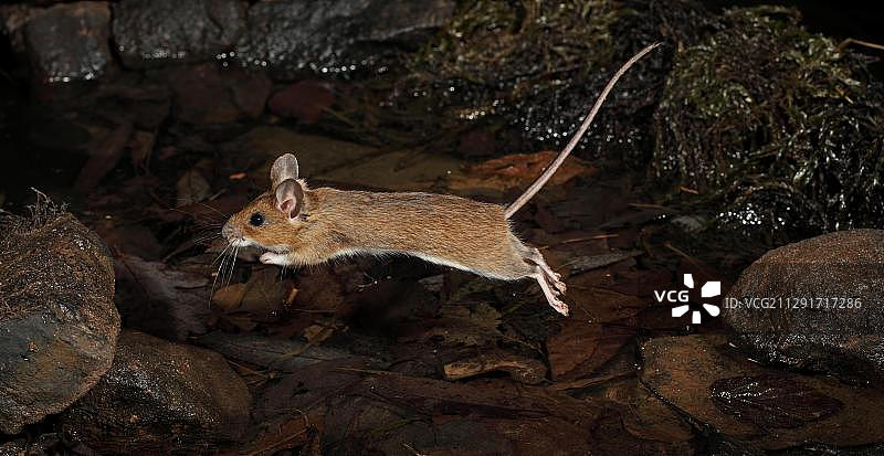 黄颈鼠，黑森州，德国，欧洲图片素材