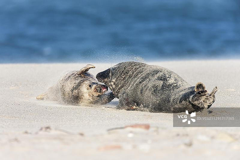拒绝雄性求爱的雌性灰海豹，德国石勒苏益格-荷尔斯泰因图片素材