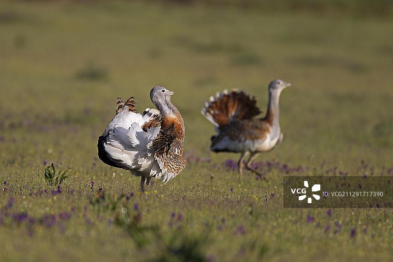 西班牙Extremadura的求偶雄性大鸨图片素材