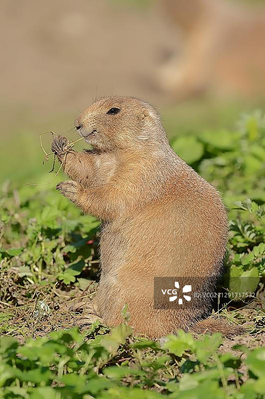 德国圈养黑尾草原犬鼠图片素材