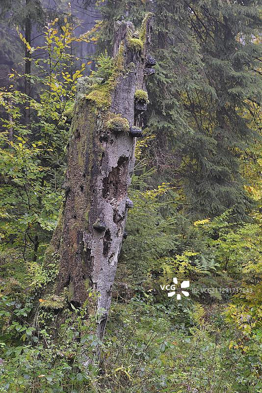 德国萨克森瑞士基尔尼什塔尔山谷秋季的枯树图片素材