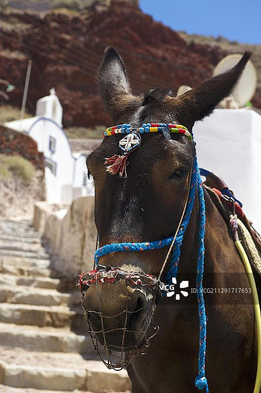希腊圣托里尼岛的骡子出租车图片素材