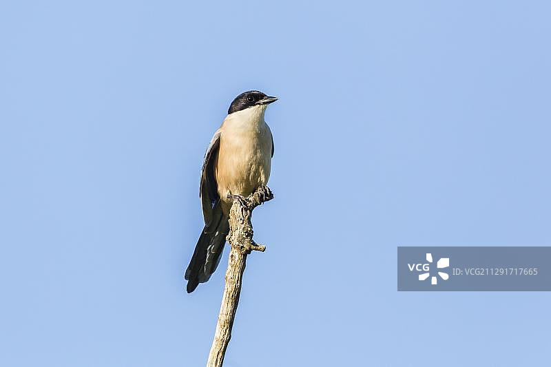 西班牙埃斯特雷马杜拉的蓝鹊图片素材