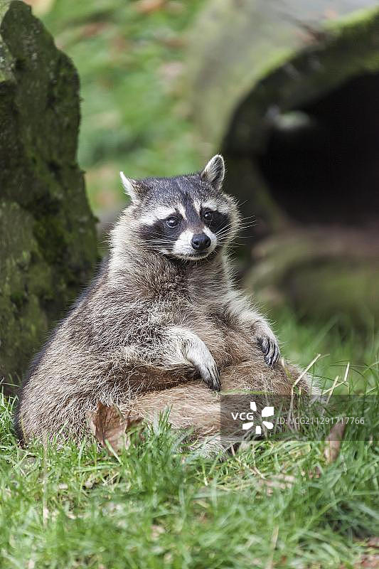 德国萨尔区圈养浣熊图片素材