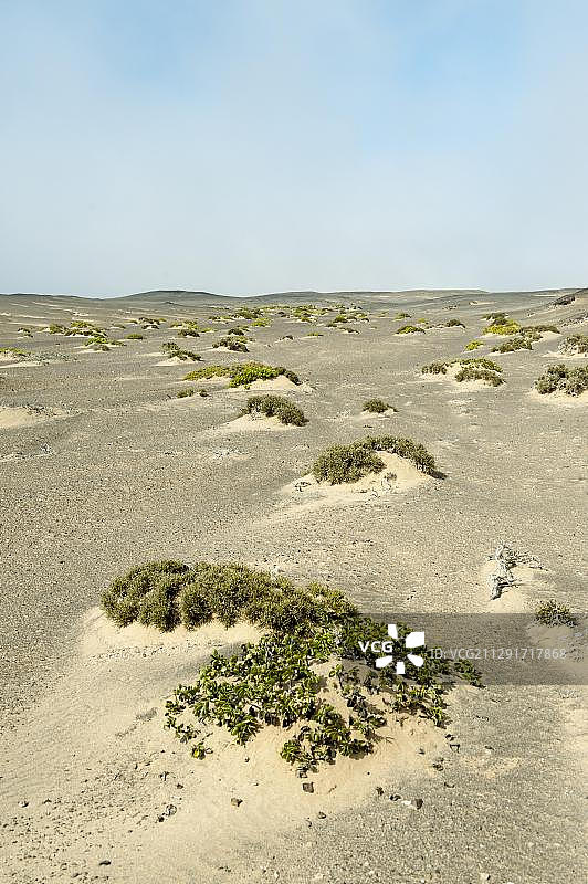 纳米比亚霍马斯地区，骷髅海岸国家公园，长着稀疏植被的沙丘图片素材