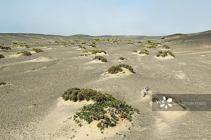 纳米比亚霍马斯地区，骷髅海岸国家公园，长着稀疏植被的沙丘图片素材