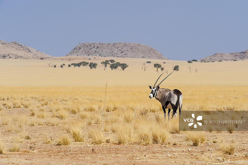 南非剑羚（Oryx gazella）站在空旷的干燥草原上，纳米比亚霍马斯地区，非洲图片素材