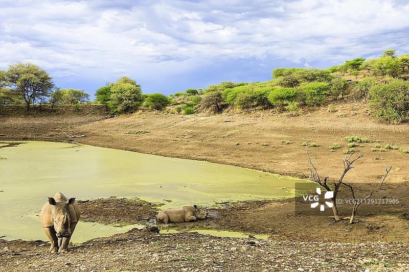 纳米比亚非洲草原上的两只白犀牛图片素材