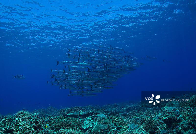 黑鳍金梭鱼群，菲律宾，亚洲图片素材