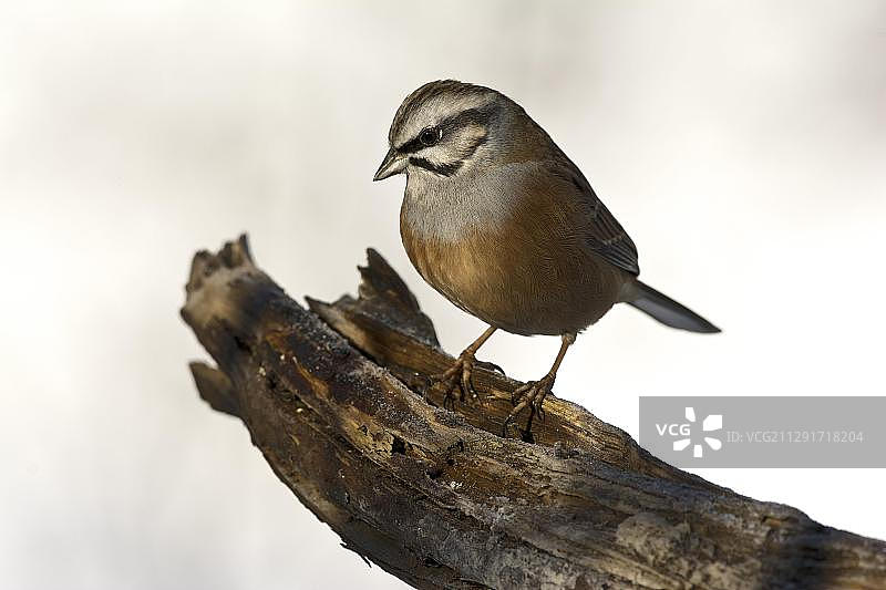 岩鹀（Emberiza cia），蒂罗尔，奥地利，欧洲图片素材