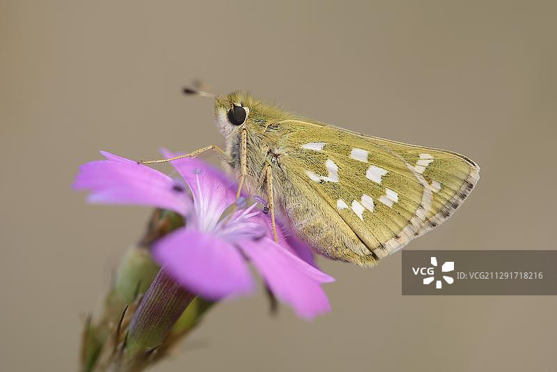 停留在少女粉上的银斑挧蝶图片素材