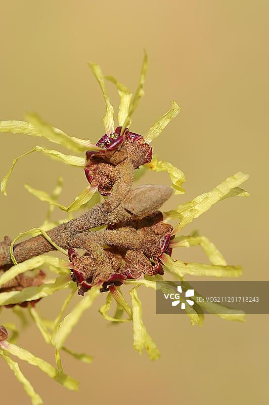 开花的中国金缕梅，原产于中国图片素材