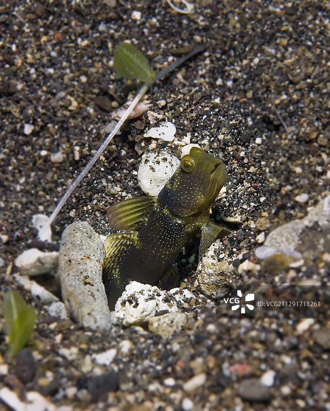 黄色虾虎鱼，菲律宾，亚洲图片素材