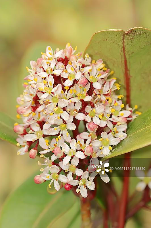 日本瑞香，原产于韩国、中国和日本图片素材