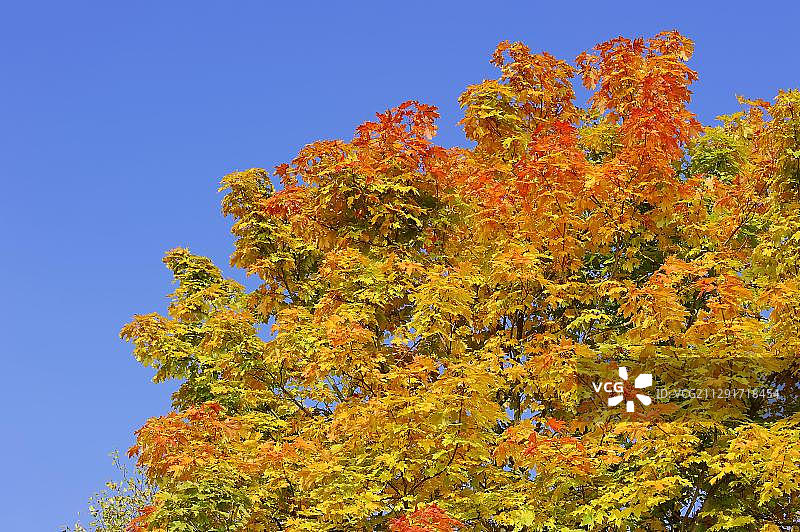秋季的挪威枫树（欧洲槭），德国北莱茵-威斯特法伦图片素材