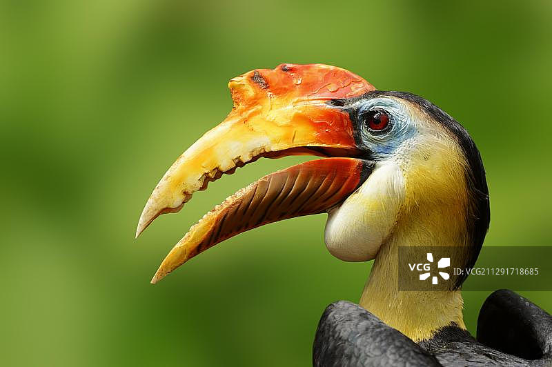 皱盔犀鸟画像，雄性，马来西亚和印度尼西亚图片素材