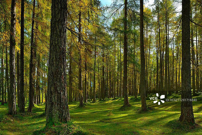 奥地利欧洲落叶松木图片素材