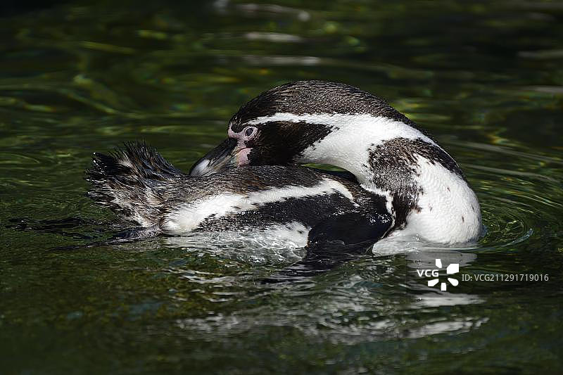 洪堡企鹅，科隆动物园，德国图片素材