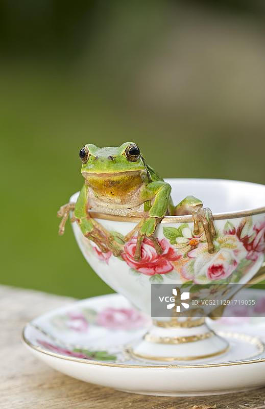 欧洲雨蛙坐在杯子里图片素材